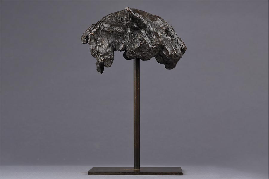 Dark fossilized primate skull mounted on a vertical metal stand against a plain gray background.