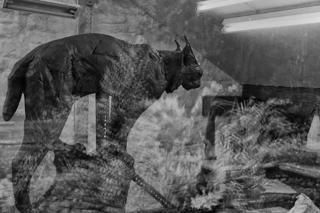 Black sculpted lynx figure displayed indoors with reflections on a glass surface.